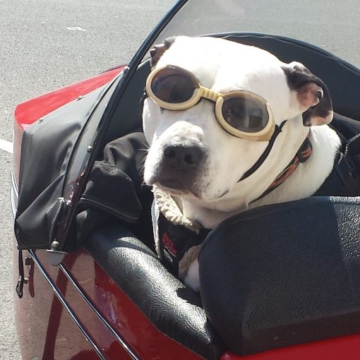 Motorcycle Dog Carrier