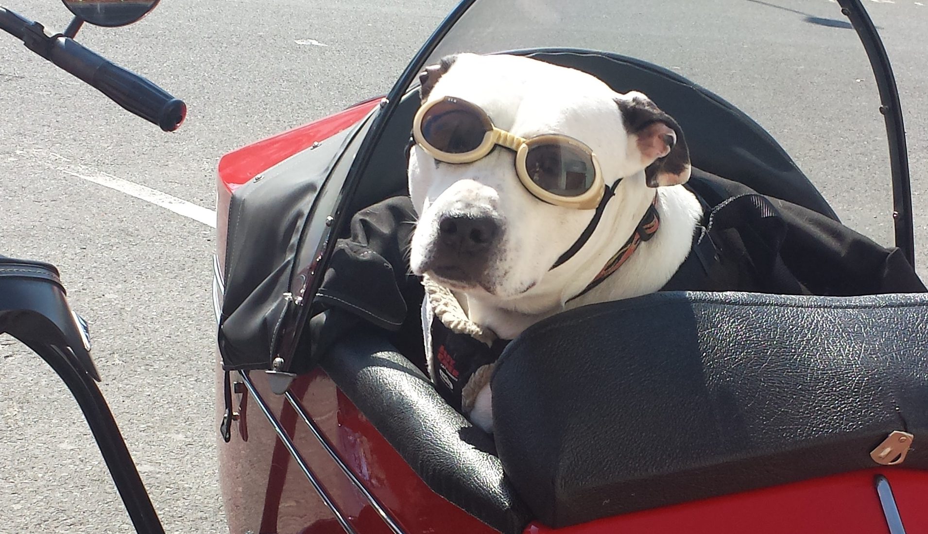 dog carrier for motorbike