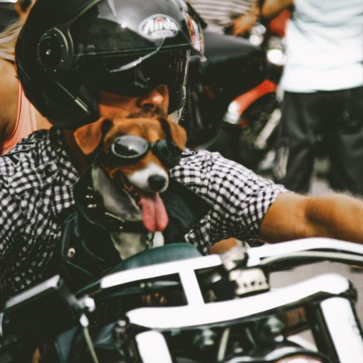 Tips for motorcycle trips with a dog