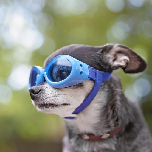 Dog Motorcycle Goggles